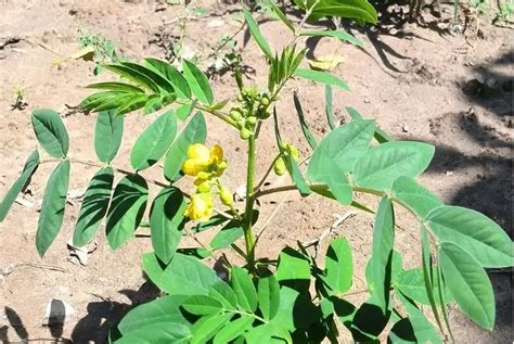 蛇跑進家裡幾號|蛇最怕什麼植物？推薦4種「蛇怕草」，再也不怕夏天。